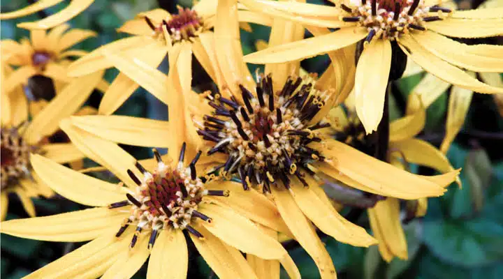 A close up of a flower