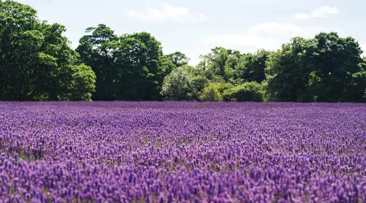 A flower is standing on a lush green field