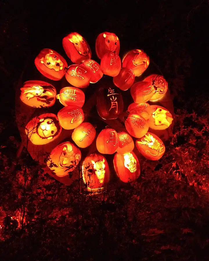 A bunch of oranges