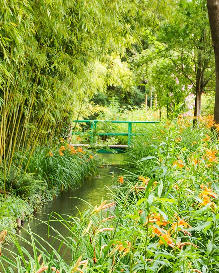 A close up of a lush green field