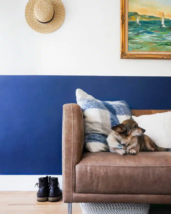 A dog sitting in the living room