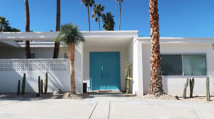 A palm tree in front of a window