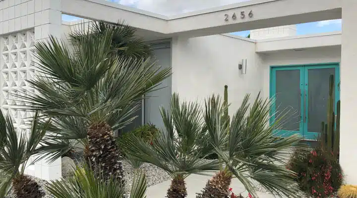 A palm tree in front of a window