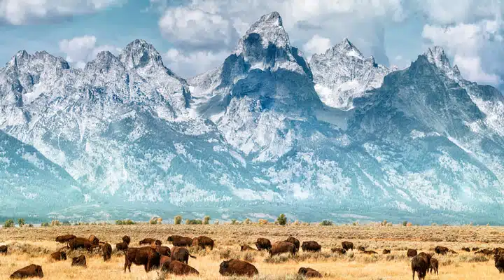 A herd of cattle standing on top of a snow covered mountain