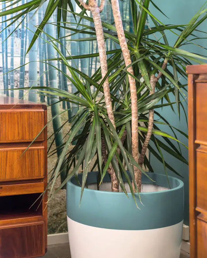 A vase of flowers on a table next to a palm tree