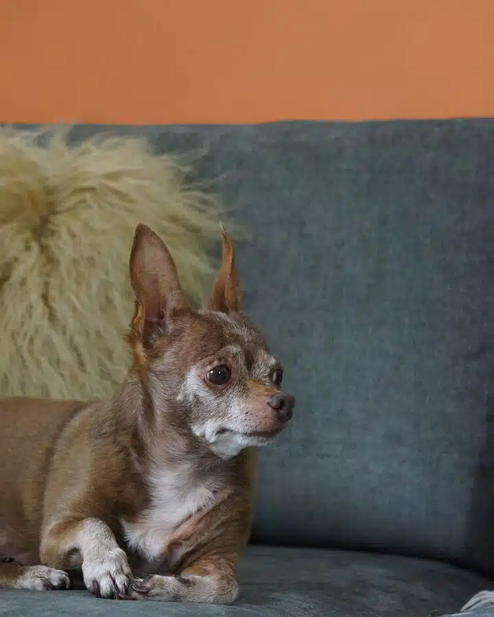 A large brown dog lying on a sofa