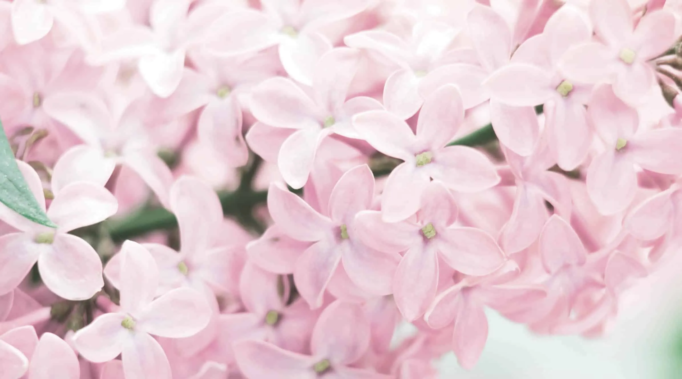 A close up of a flower