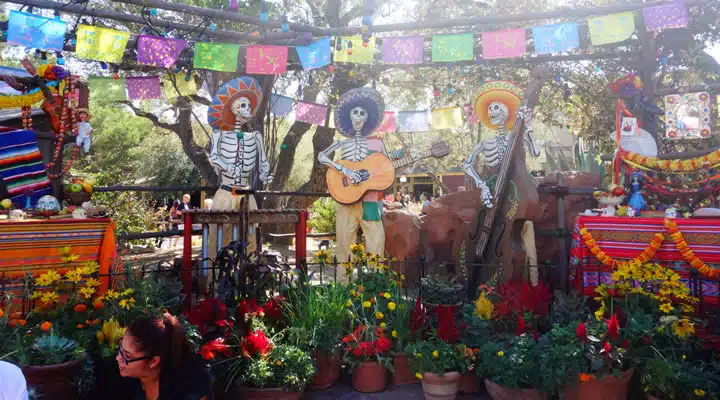 A group of colorful flowers