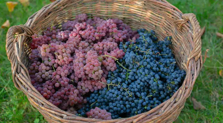 A bowl of fruit