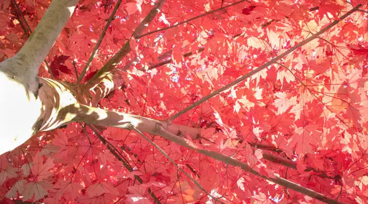 A tree with pink flowers