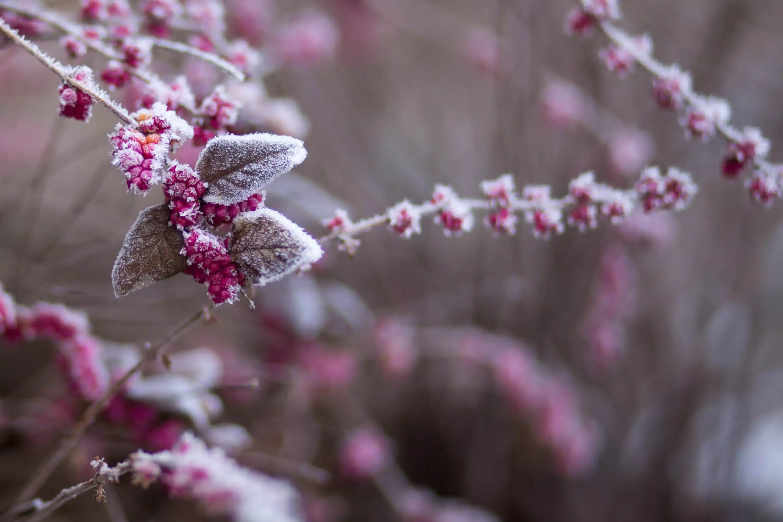 A close up of a flower