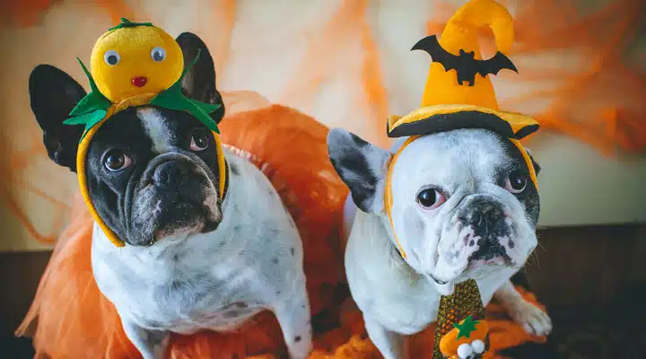 A dog wearing a costume