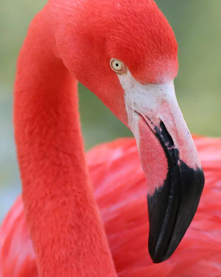 A close up of a bird