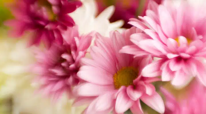 A close up of a flower