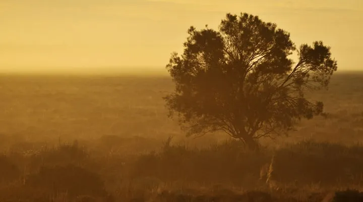 A herd of sheep walking across a sunset in the background