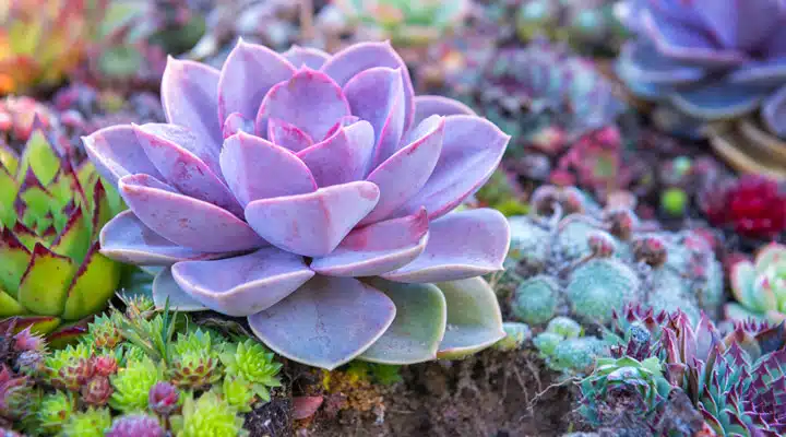 A close up of a flower