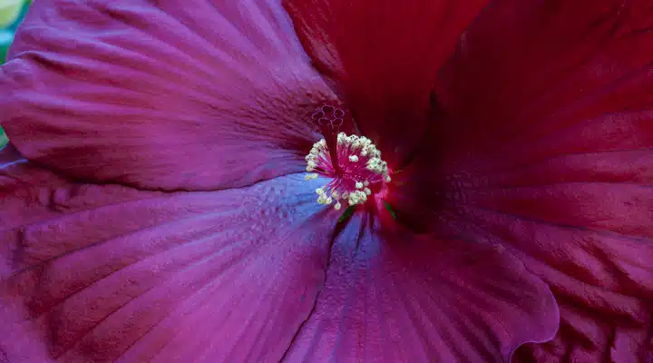 A close up of a flower