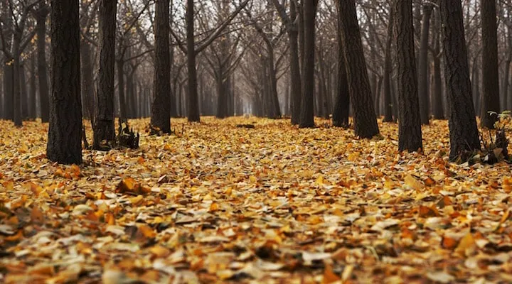 A tree in the middle of a forest