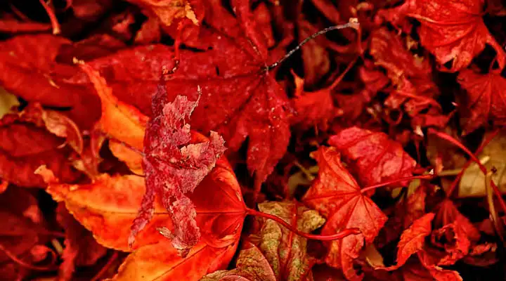 A close up of a tree