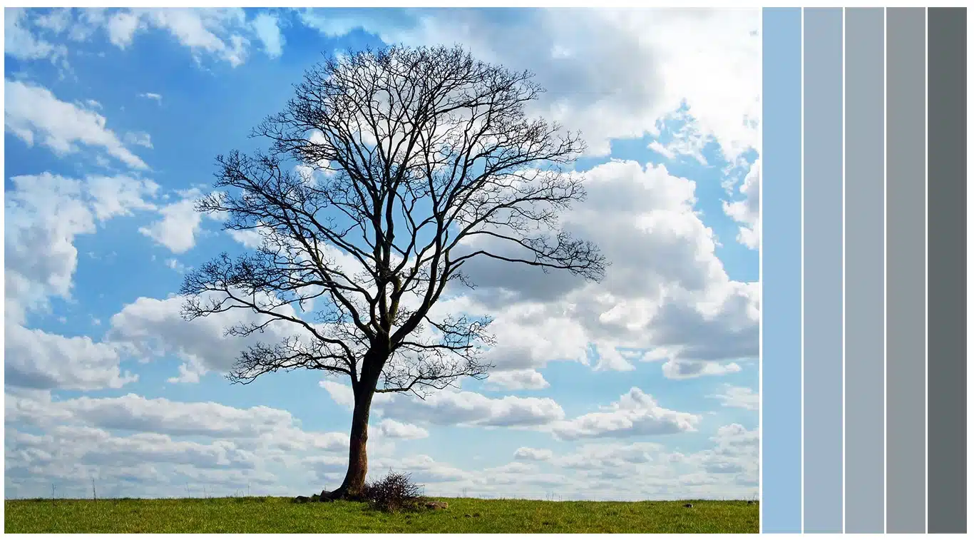 A tree on a cloudy day