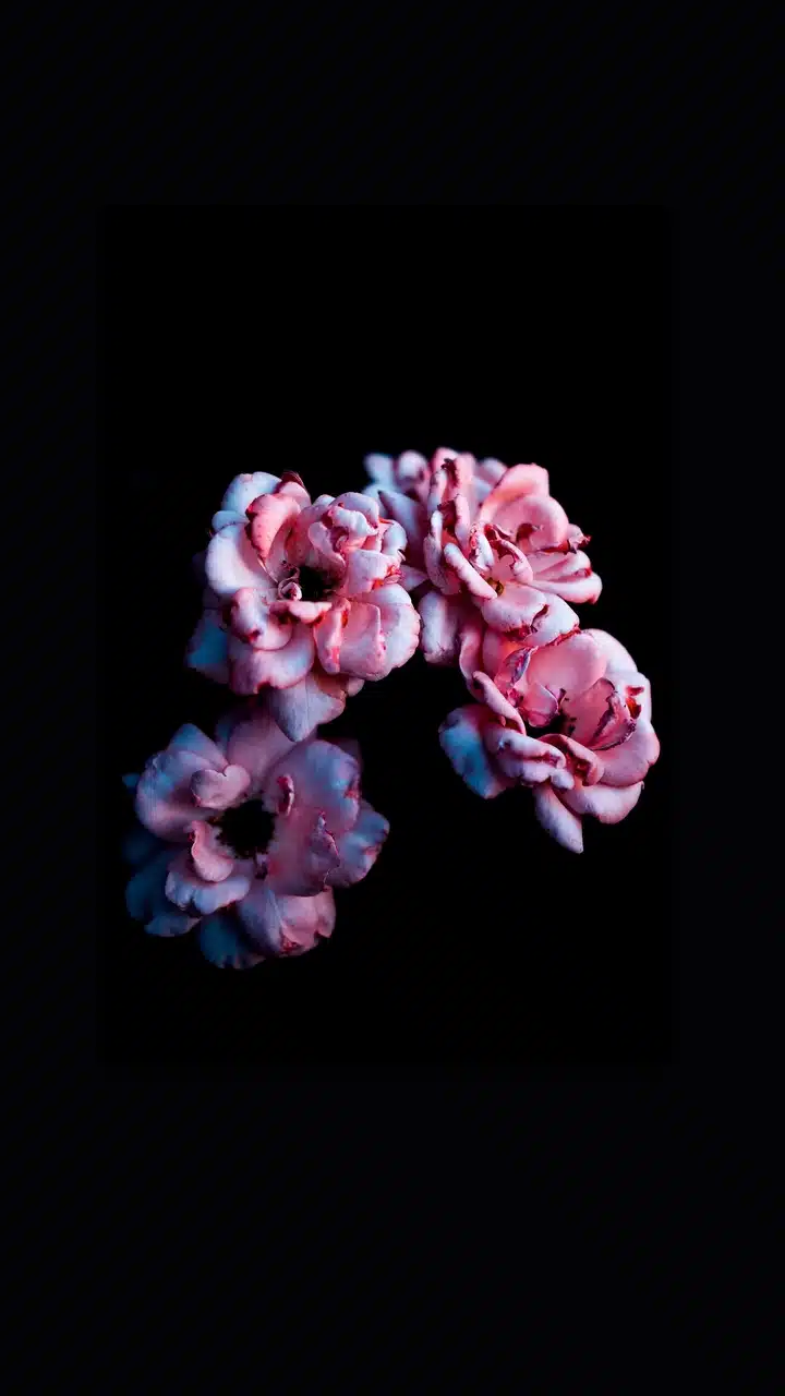 A close up of a flower