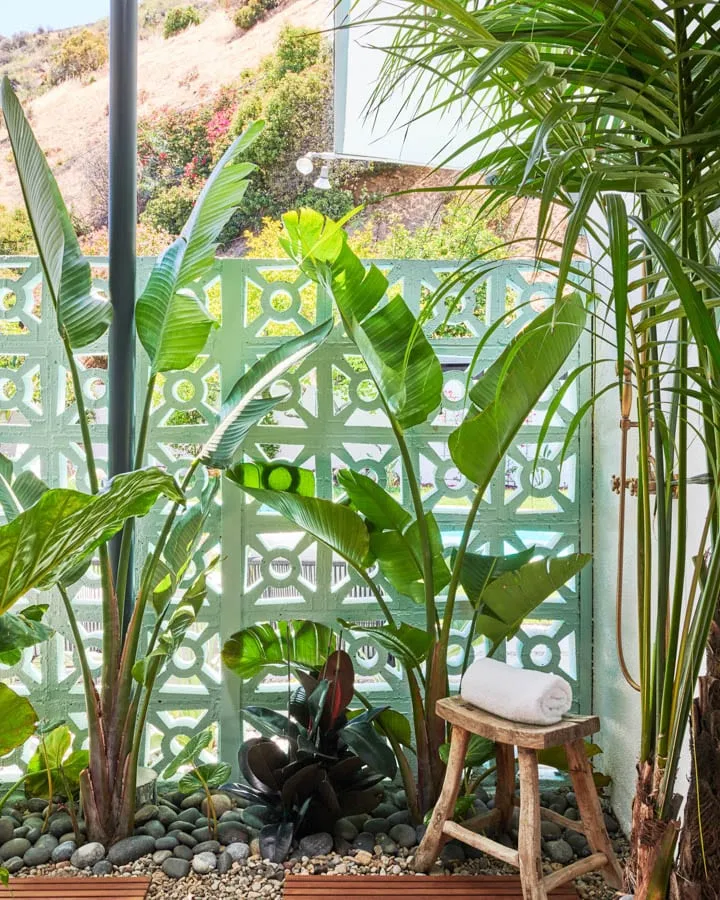 A palm tree on a table