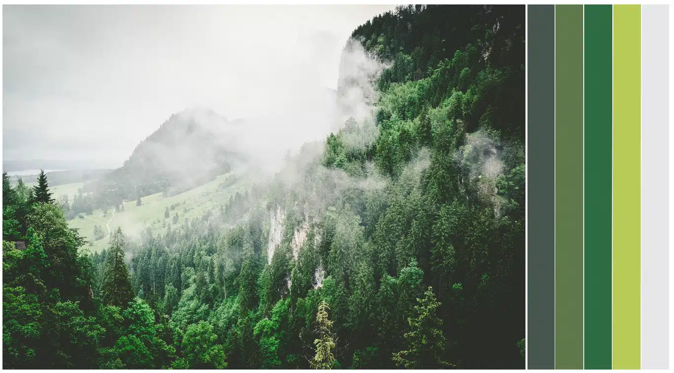 A close up of a lush green forest