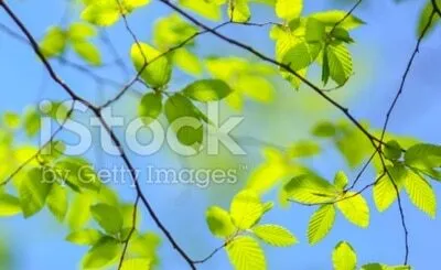 A plant growing in a tree