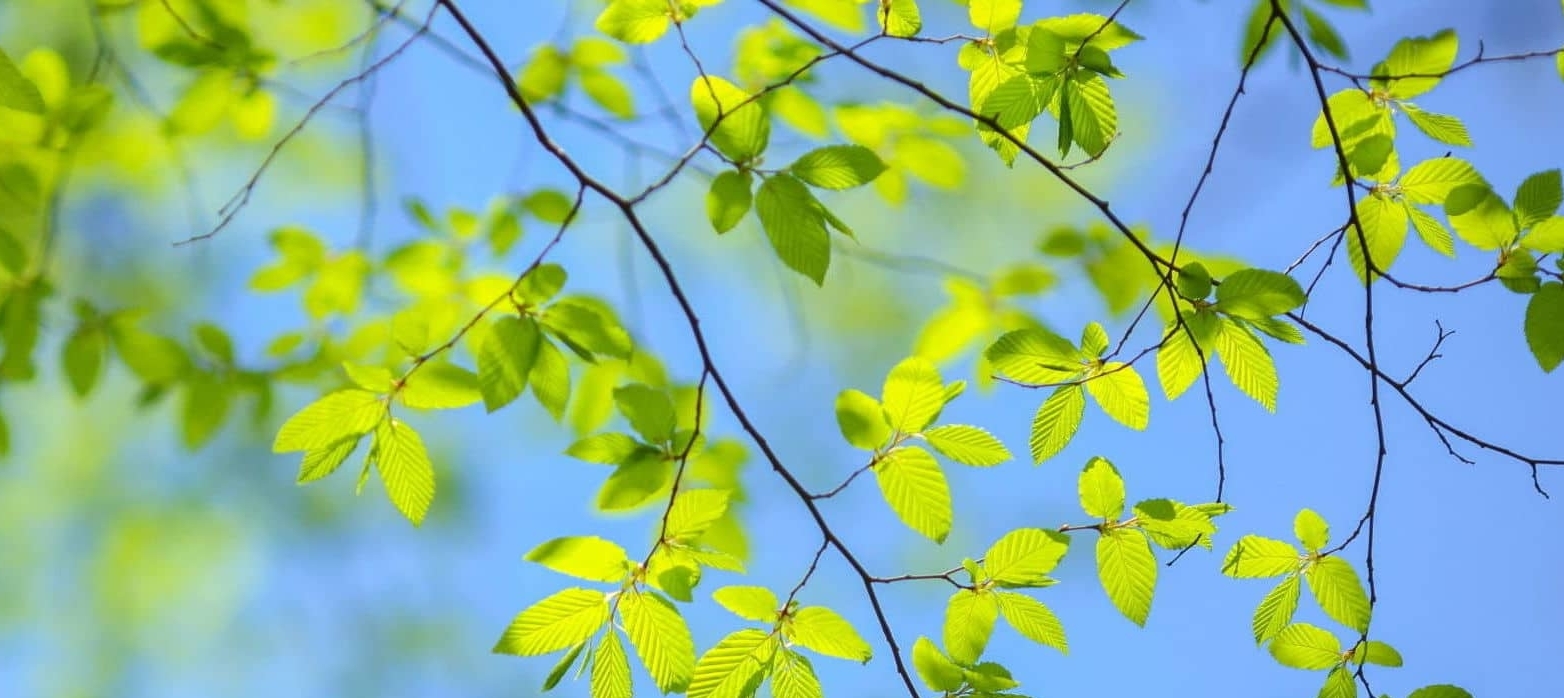 Primer plano de un árbol