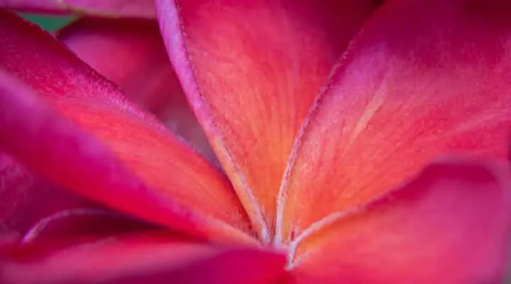 A close up of a flower