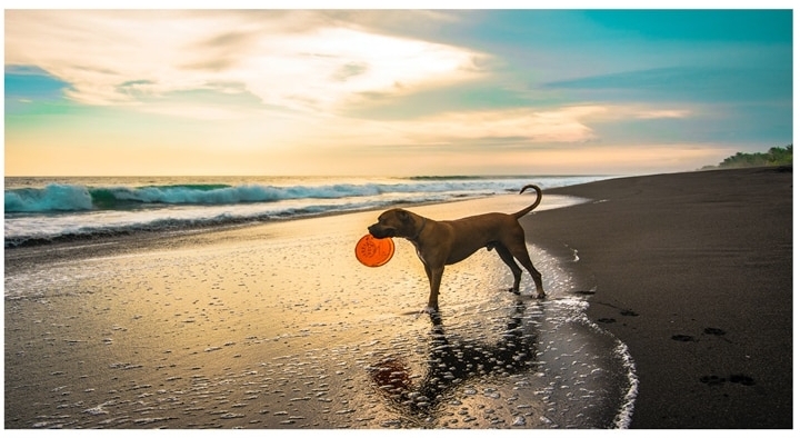 A dog walking on a beach