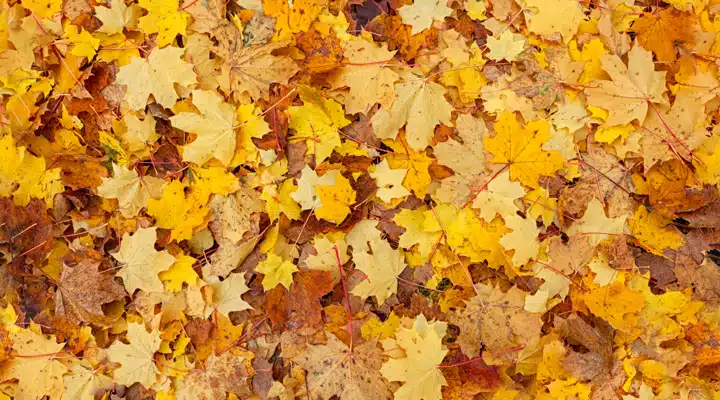 A close up of a tree