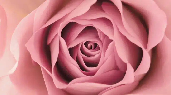 A close up of a flower